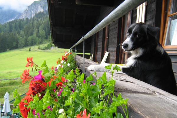Donza geniet het uitzicht