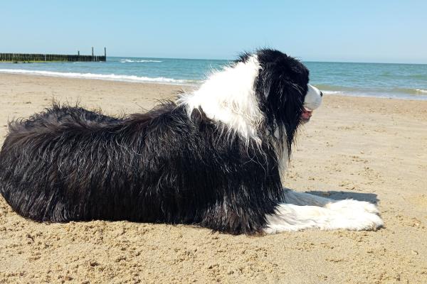 Mia kwam na een inbeslagname in het dierenasiel terecht