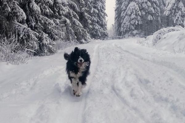Donza in de sneeuw op de Hoge Venen
